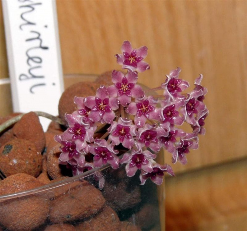 Hoya Paul Shirley