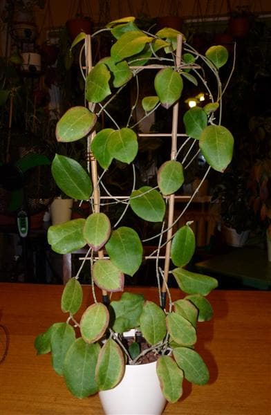 Hoya UT 031