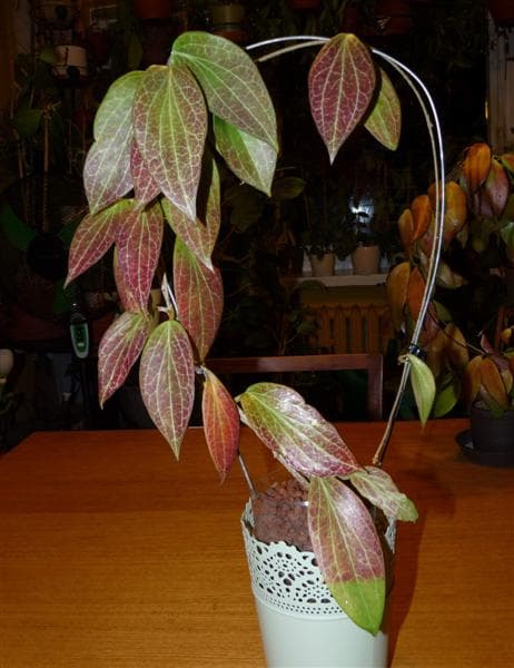 Hoya aff helwigiana SV-435