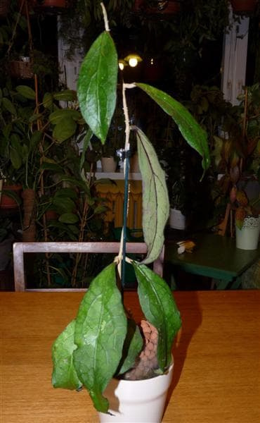 Hoya clemensiorum EPC-446