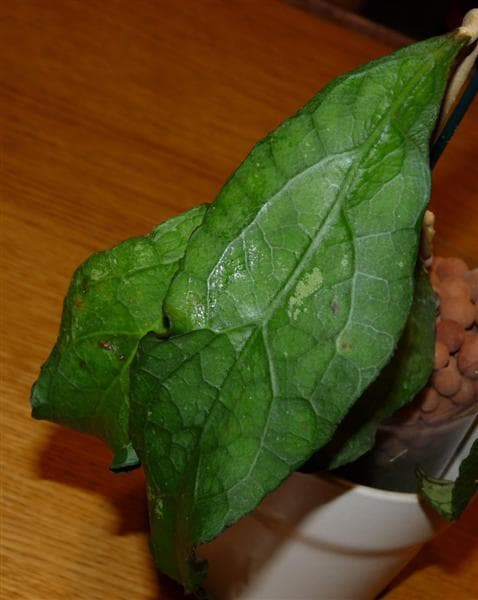 Hoya clemensiorum EPC-446