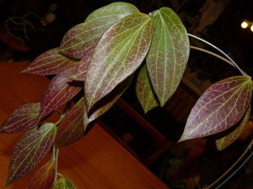Hoya aff helwigiana SV-435