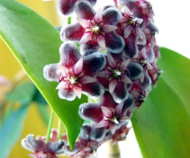 Hoya Pubicalyx Black Dragon