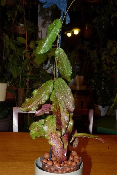 Hoya erythrina kedah peak