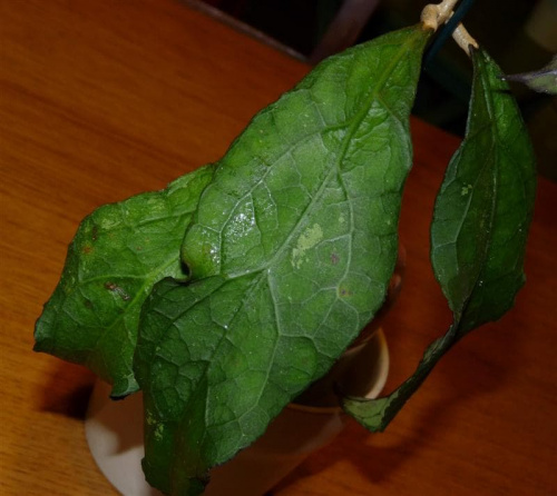 Hoya clemensiorum EPC-446