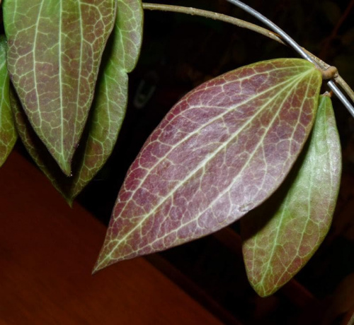 Hoya aff helwigiana SV-435