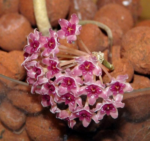 Hoya Paul Shirley