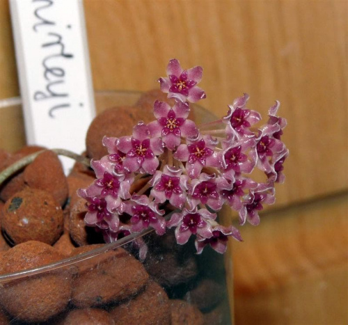 Hoya Paul Shirley