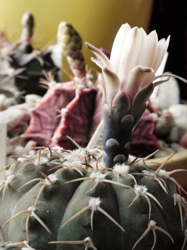 Gymnocalycium triacanthum HU 1304