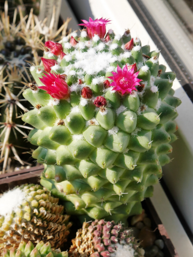 Mammillaria polythele fma nuda