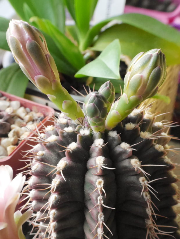 Gymnocalycium damsii