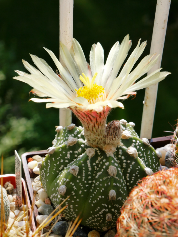 Astrophytum asterias x capricorne