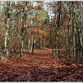 Jesienny las.
