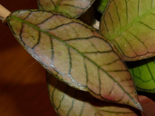 Hoya sp. gunung gading