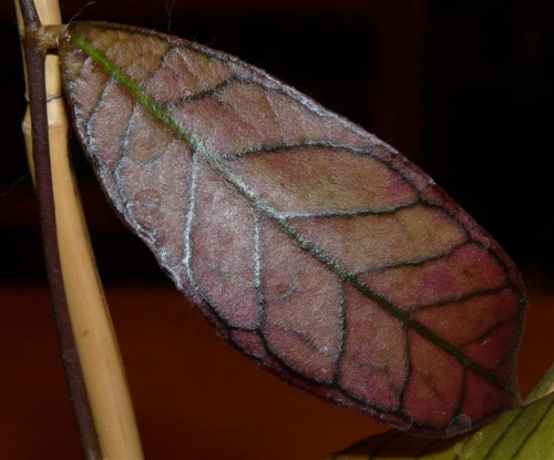 Hoya sp. gunung gading