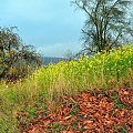 Jesień czy wiosna ? - 13.11.2015